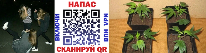 Марихуана OG Kush  даркнет сайт  hydra как войти  Тобольск 